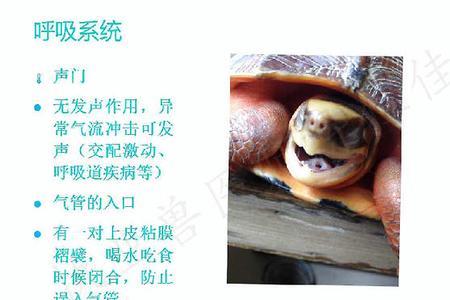 乌龟是用龟壳辅助呼吸吗