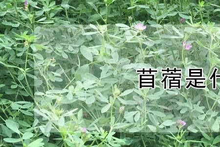 山西的苜禾是什么植物
