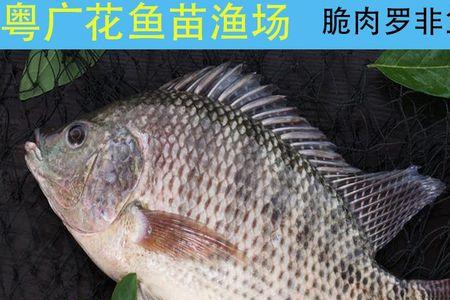抗冻好养的中型鱼