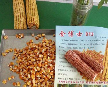 金博士908玉米种子积温多少