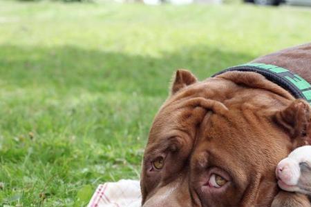 波力犬最大多少斤