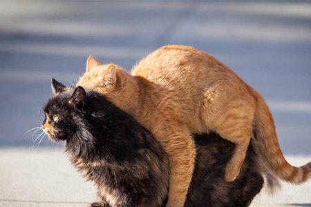 猫在三公里外能自己回来吗