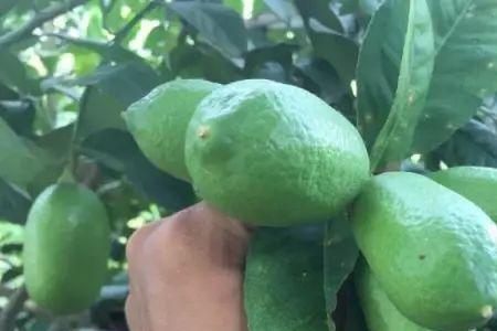 香水柠檬需要防虫吗