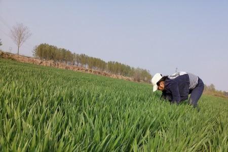 一亩播种一斤什么麦种