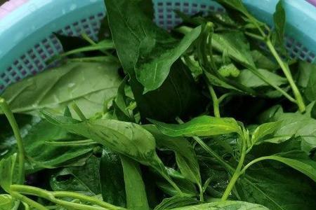 花辣椒叶可以冷冻吗