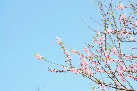 春暖花开时上下一句是什么
