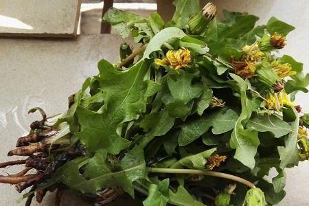 菜市场上有蒲公英卖吗