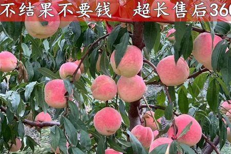 当年移栽桃树苗春天可以嫁接吗