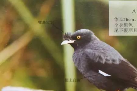灰喜鹊和八哥哪个聪明