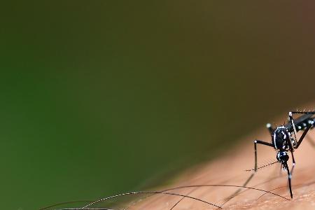 白纹伊蚊为什么比普通蚊子凶
