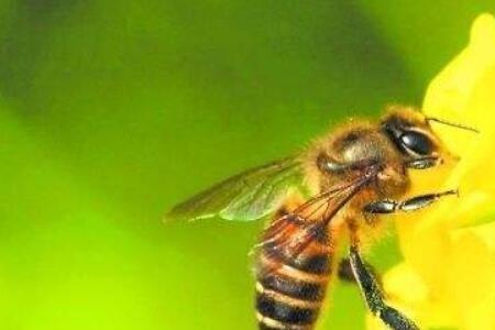 蜜蜂往一个方向飞是怎么回事