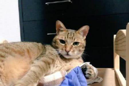 猫咪来家快两个星期了还不出来