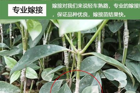 八角营养杯育树苗方法