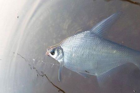 矶竿流水钓鳊鱼的线组