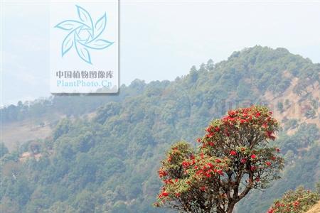 马樱杜鹃嫁接全过程