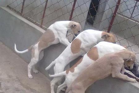 格力犬嘴长还是灵缇嘴长