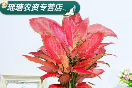 水培吉利红能养多久