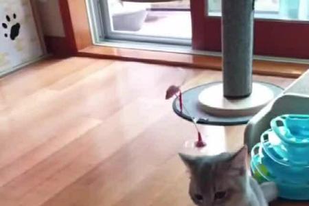 醋猫影视配乐是什么