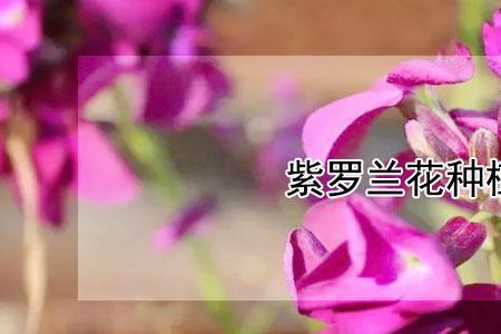 紫罗兰的播种时间和种植方法