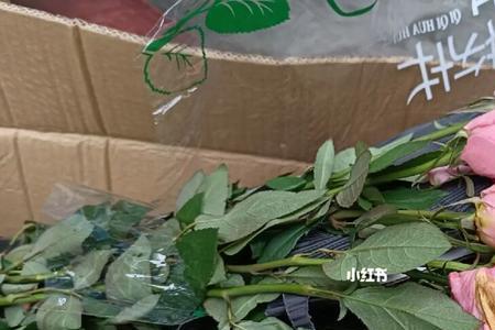小红书里面的花是什么