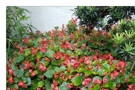 花儿四季含香是什么意思