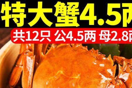 团蟹是什么蟹