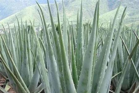 库拉索芦荟长得太散开怎么办