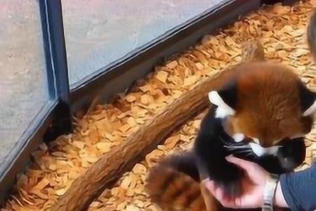 小熊猫吃东西不嚼吗