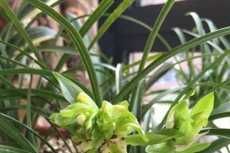 龙兰香特点