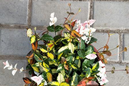 类似花叶络石的吊兰