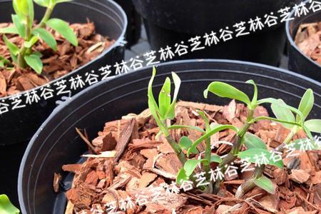 松鳞木屑种花好吗