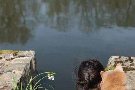柴犬文案治愈