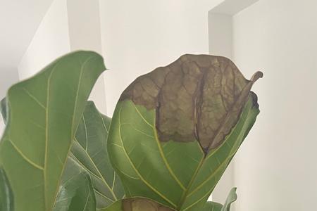 琴叶榕干枯了怎么修剪
