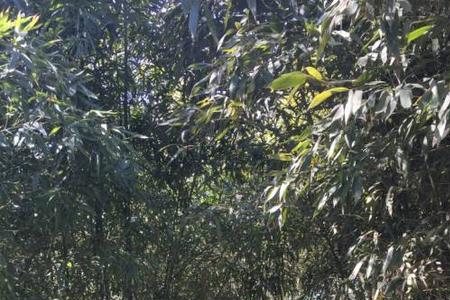 竹子拔节的声音