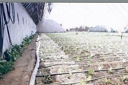 林地内建设大棚栽植果树允许吗
