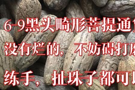 千眼菩提种子种植的方法