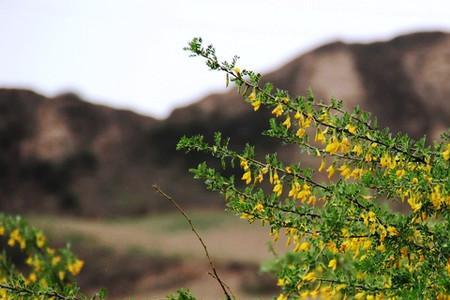 什么的山花