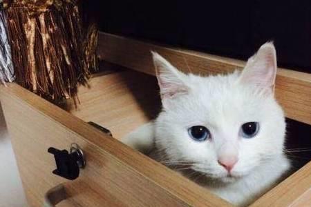 出租屋养猫好处和坏处