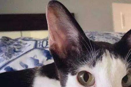 奶牛猫是小型猫还是大型猫