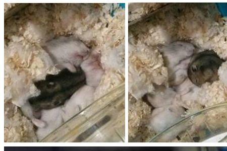 仓鼠不让抱怎么办