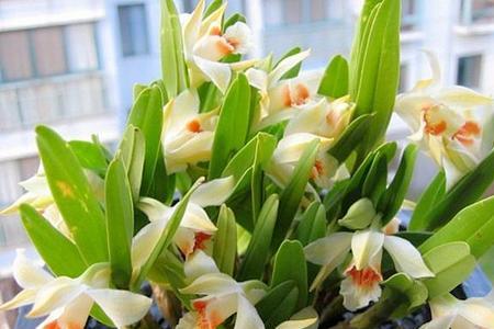 石斛兰开过花的老枝还会开花吗