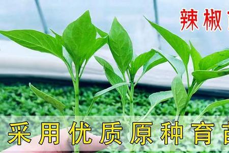 杭椒盆栽方法