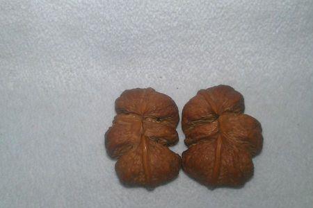 蝴蝶红核桃又叫什么