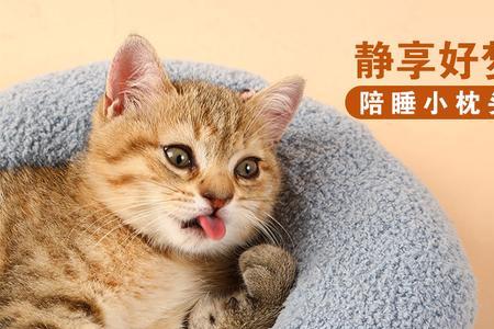 猫咪为什么把玩具放在枕头上