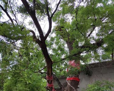 古槐树为什么人们不敢动