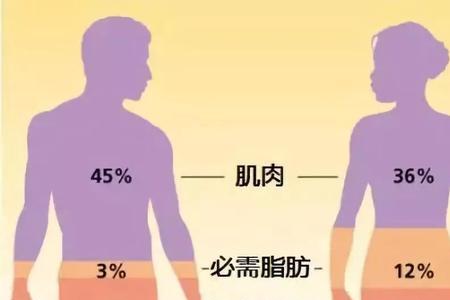 头围与腰围的比例是多少