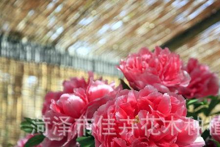牡丹长到木质化需要多少年