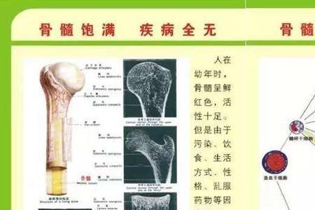 牛骨髓创始人是谁