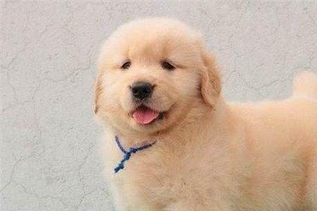 怎么识别20天的金毛幼犬特征