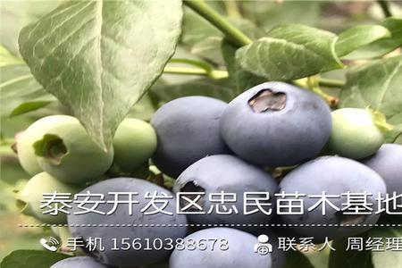大果蓝金蓝莓优缺点